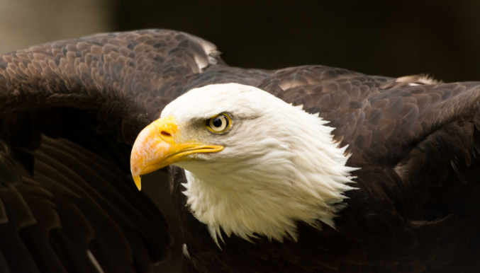 How To Profit from Rising Interest Rates - Bondsavvy